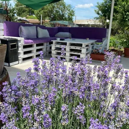 шишкови شابلا