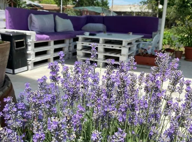 шишкови Шабла